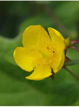 Hypericum lancasteri