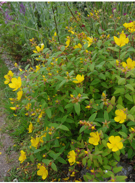 Hypericum lancasteri