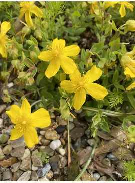 Hypericum olympicum