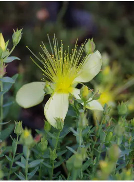 Hypericum olympicum f. uniflorum 'Citrinum'