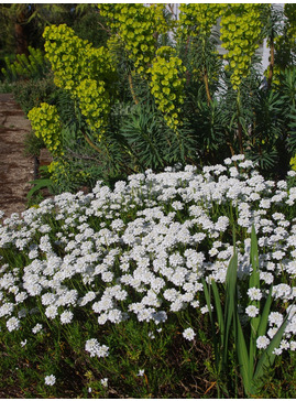 Iberis sempervirens 'Weisser Zwerg'