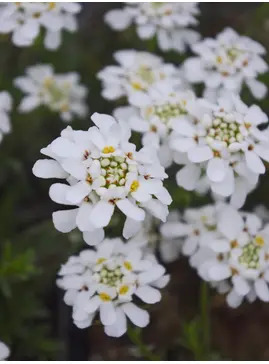 Iberis sempervirens 'Weisser Zwerg'
