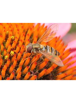The Wild Side of the Garden with Dr Chris Gibson