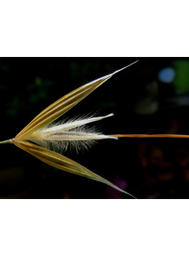 Botany for Gardeners