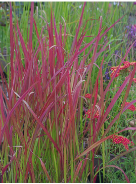 Imperata cylindrica 'Rubra'