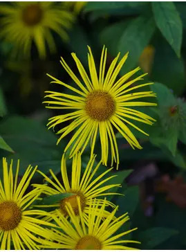 Inula hookeri