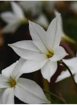 Ipheion 'Alberto Castillo' (5xDB)