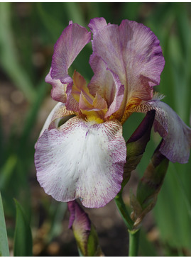 Iris 'Benton Daphne'