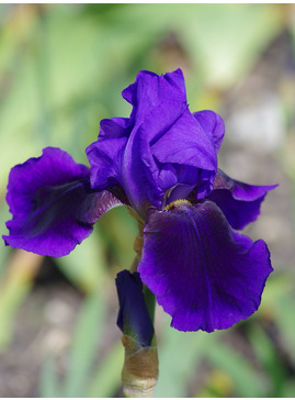 Iris 'Benton Nigel'