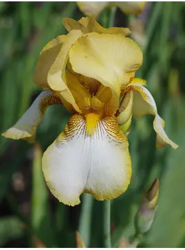 Iris 'Benton Susan'