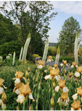 Iris 'Benton Susan'