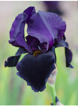 Iris 'Black Swan'