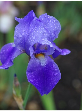 Iris 'Blue Rhythm'