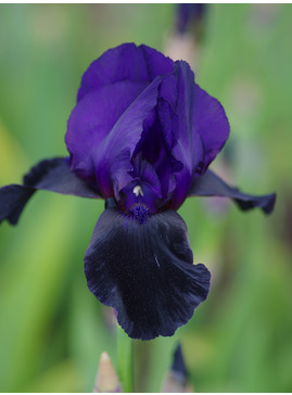 Iris 'Deep Black'