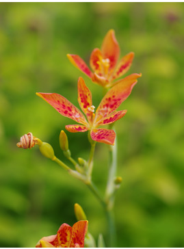 Iris domestica