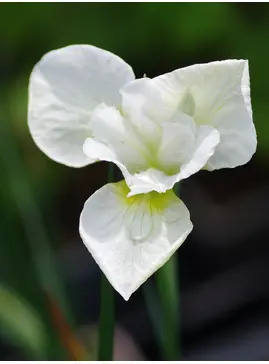 Iris 'Dreaming Green' (Sib)