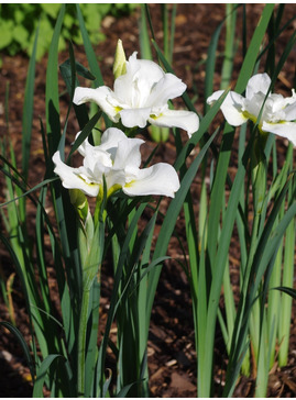 Iris 'Dreaming Green' (Sib)