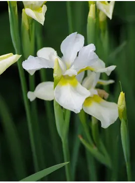 Iris 'Dreaming Yellow' (Sib)