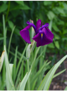 Iris ensata 'Variegata'