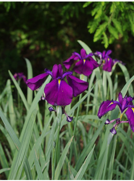 Iris ensata 'Variegata'