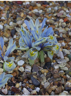 Iris 'Katharine Hodgkin' (Reticulata) (3xDB)