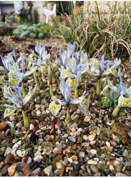 Iris 'Katharine Hodgkin' (Reticulata) (3xDB)