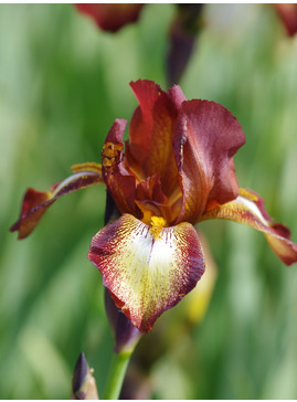 Iris 'Kent Pride'