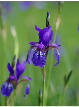Iris longipetala