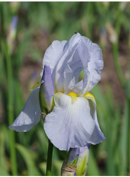 Iris pale blue, possible Benton Iris