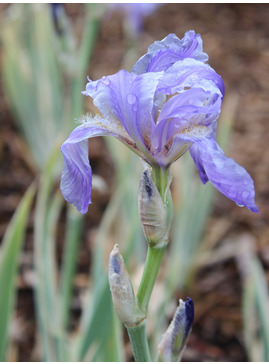 Iris pallida 'Argentea Variegata'