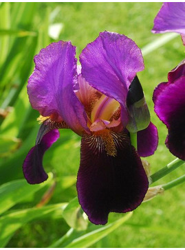 Iris 'Storrington'