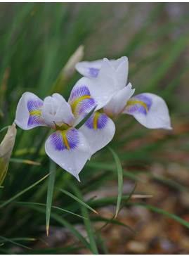 Iris unguicularis 'Peloponnese Snow'