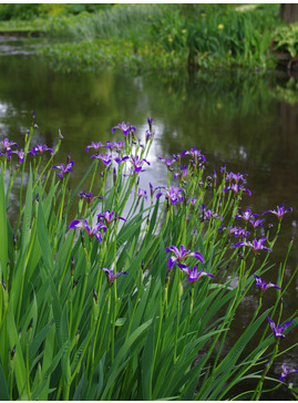 Iris versicolor