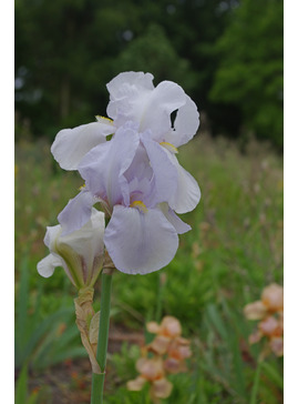 Iris 'White City'