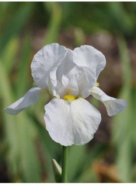 Iris White, possible Benton Iris
