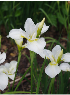 Iris 'White Swirl' (Sib)