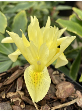 Iris winogradowii 
