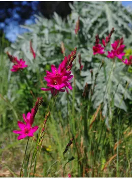 Ixia 'Mabel' (5xDB)