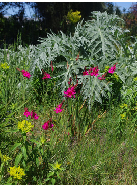 Ixia 'Mabel' (5xDB)
