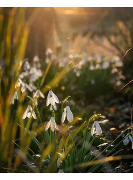 Galanthus 'James Backhouse' x3 bulbs