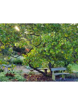 Introduction to Pruning 