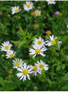Kalimeris incisa 'Alba'