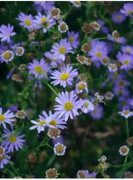 Kalimeris incisa 'Blue Star'