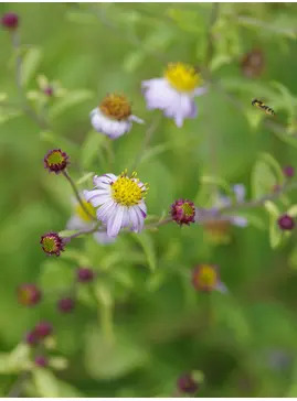 Kalimeris yomena 'Shogun'