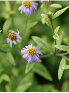 Kalimeris yomena 'Shogun'