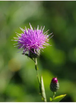 Klasea radiata subsp. gmelinii