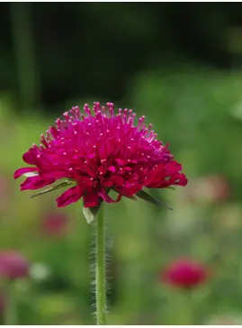 Knautia macedonica