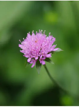 Knautia sarajevensis 