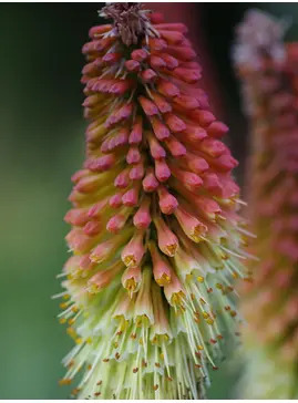 Kniphofia caulescens (BH5020)