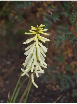 Kniphofia 'Little Maid'